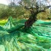 Δίχτυ ελαιοσυλλογής 8x12m 90gr